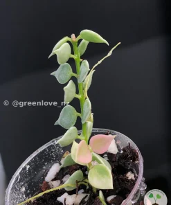Dischidia Ruscifolia Variegated