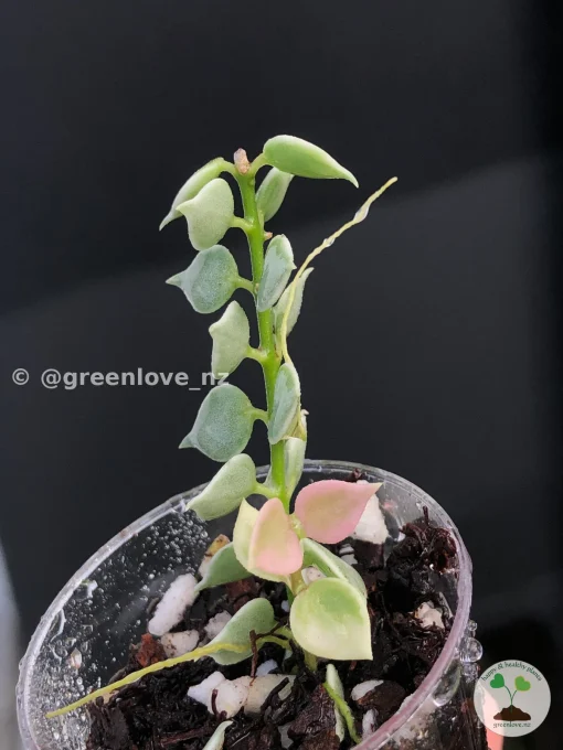 Dischidia Ruscifolia Variegated