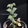 Dischidia Ruscifolia Variegated