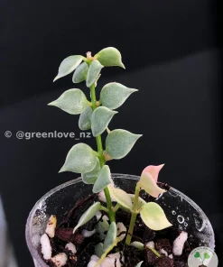 Dischidia Ruscifolia Variegated