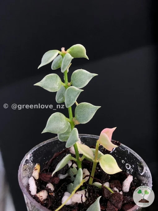 Dischidia Ruscifolia Variegated
