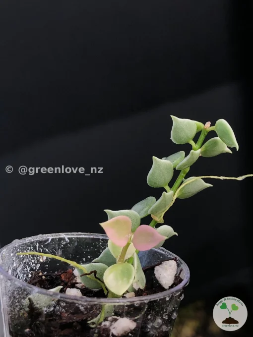 Dischidia Ruscifolia Variegated