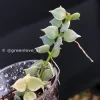 Dischidia Ruscifolia Variegated