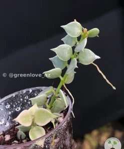 Dischidia Ruscifolia Variegated