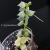 Dischidia Ruscifolia Variegated