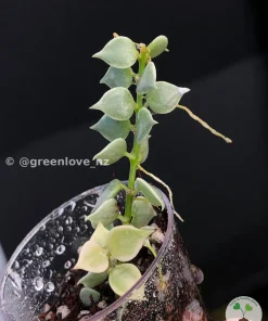 Dischidia Ruscifolia Variegated
