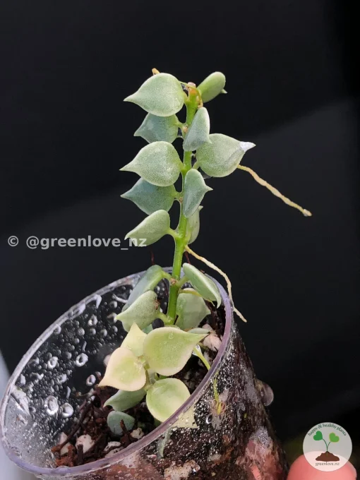 Dischidia Ruscifolia Variegated