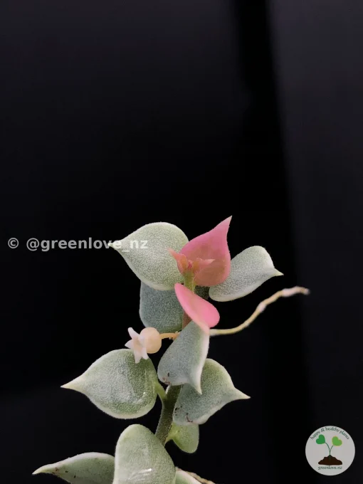 Dischidia Ruscifolia variegated