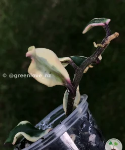 Ultra rare Hoya carnosa 'Holliana'