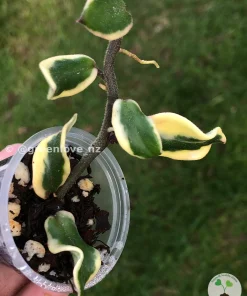 Highly Rare Hoya carnosa 'Holliana'