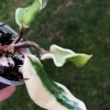 Hoya carnosa 'Holliana'