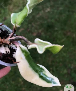 Hoya carnosa 'Holliana'