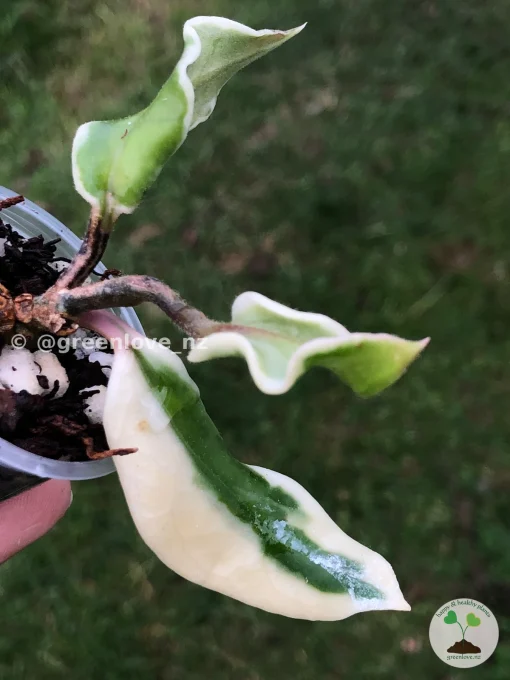 Hoya carnosa 'Holliana'