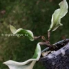 Hoya carnosa 'Holliana'