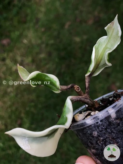 Hoya carnosa 'Holliana'