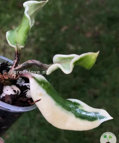 Hoya carnosa 'Holliana'
