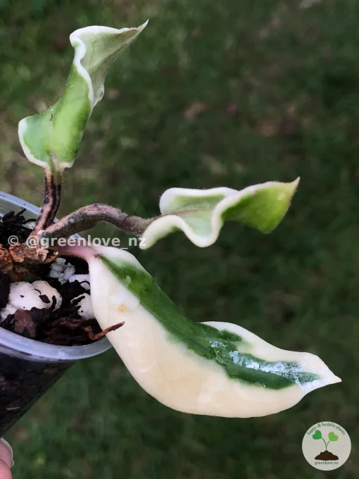 Hoya carnosa 'Holliana'