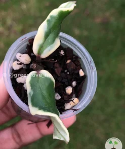 Hoya carnosa 'Holliana'