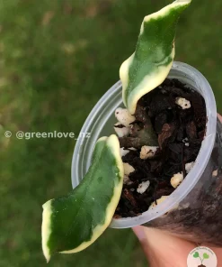Hoya carnosa 'Holliana'