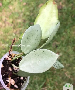 Hoya Lacunosa 'Mint Coin'