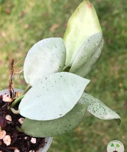 Hoya Lacunosa 'Mint Coin'