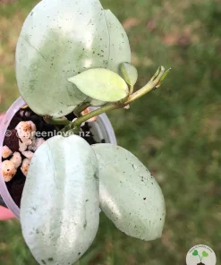 Hoya Lacunosa 'Mint Coin'
