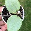 Image of a Hoya verticillata Silver Heart