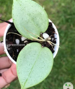 Image of a Hoya verticillata Silver Heart