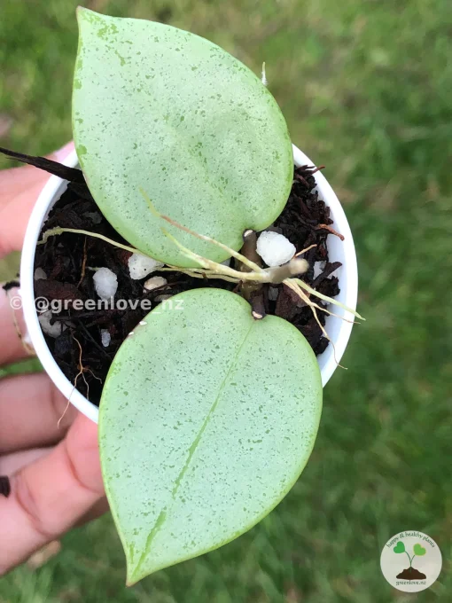 Image of a Hoya verticillata Silver Heart