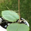 Image of a Hoya verticillata Silver Heart