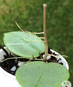 Image of a Hoya verticillata Silver Heart