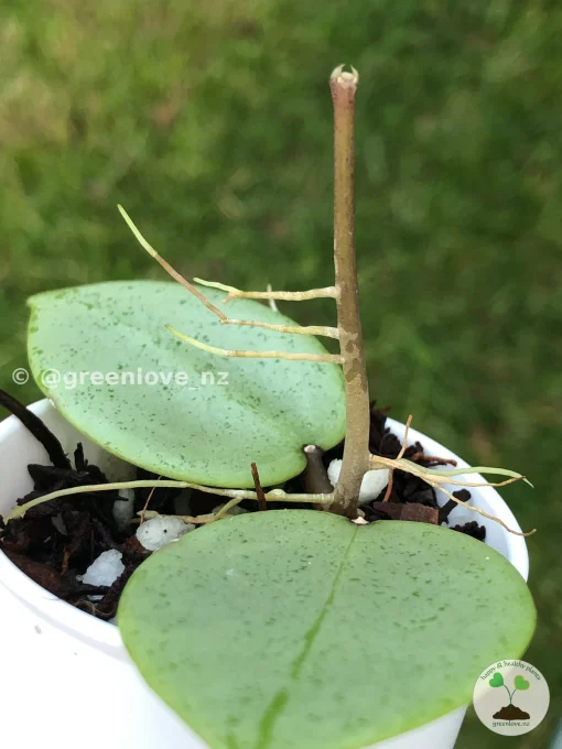 Image of a Hoya verticillata Silver Heart