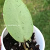 Image of a Hoya verticillata Silver Heart