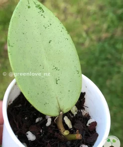 Image of a Hoya verticillata Silver Heart