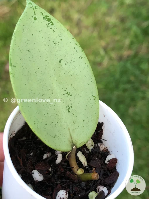 Image of a Hoya verticillata Silver Heart