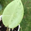 Image of a Hoya verticillata Silver Heart