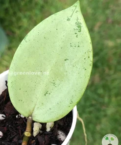 Image of a Hoya verticillata Silver Heart