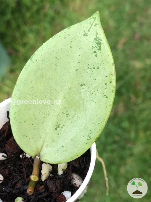 Image of a Hoya verticillata Silver Heart
