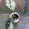 Rare Hoya Coriacea Silver