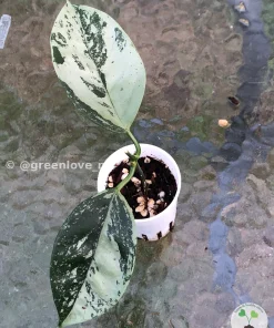 Rare Hoya Coriacea Silver