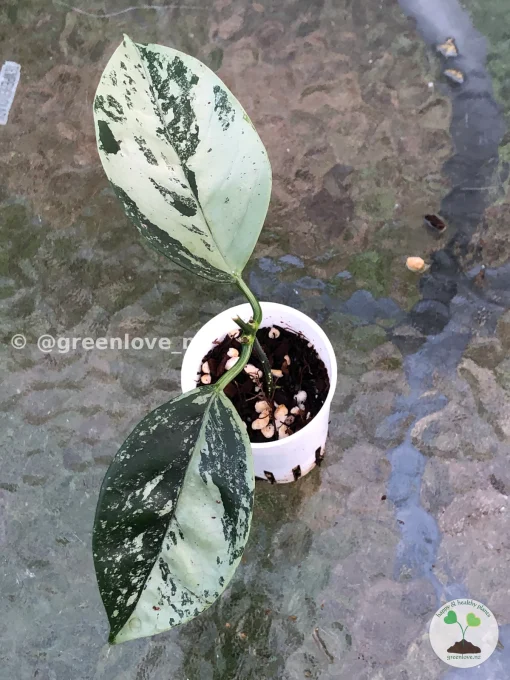 Rare Hoya Coriacea Silver