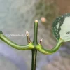 Rare Hoya Coriacea Silver