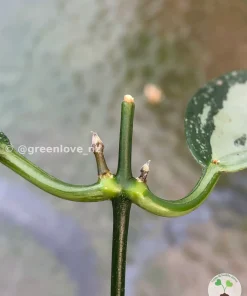 Rare Hoya Coriacea Silver