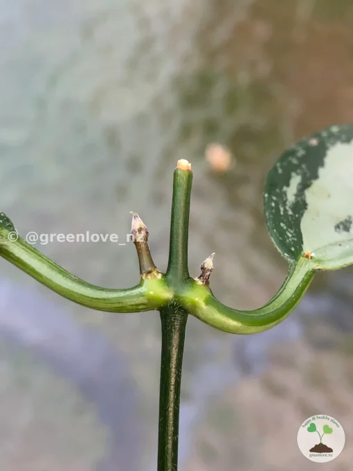 Rare Hoya Coriacea Silver