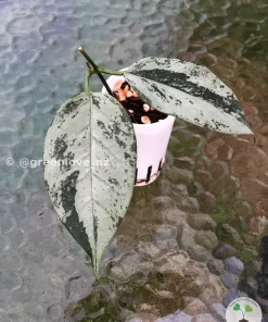 Rare Hoya Coriacea Silver