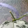 Rare Hoya Coriacea Silver
