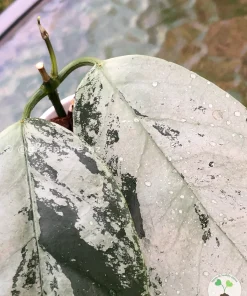 Rare Hoya Coriacea Silver
