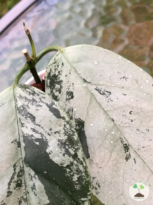 Rare Hoya Coriacea Silver