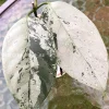 Rare Hoya Coriacea Silver