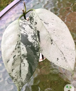 Rare Hoya Coriacea Silver